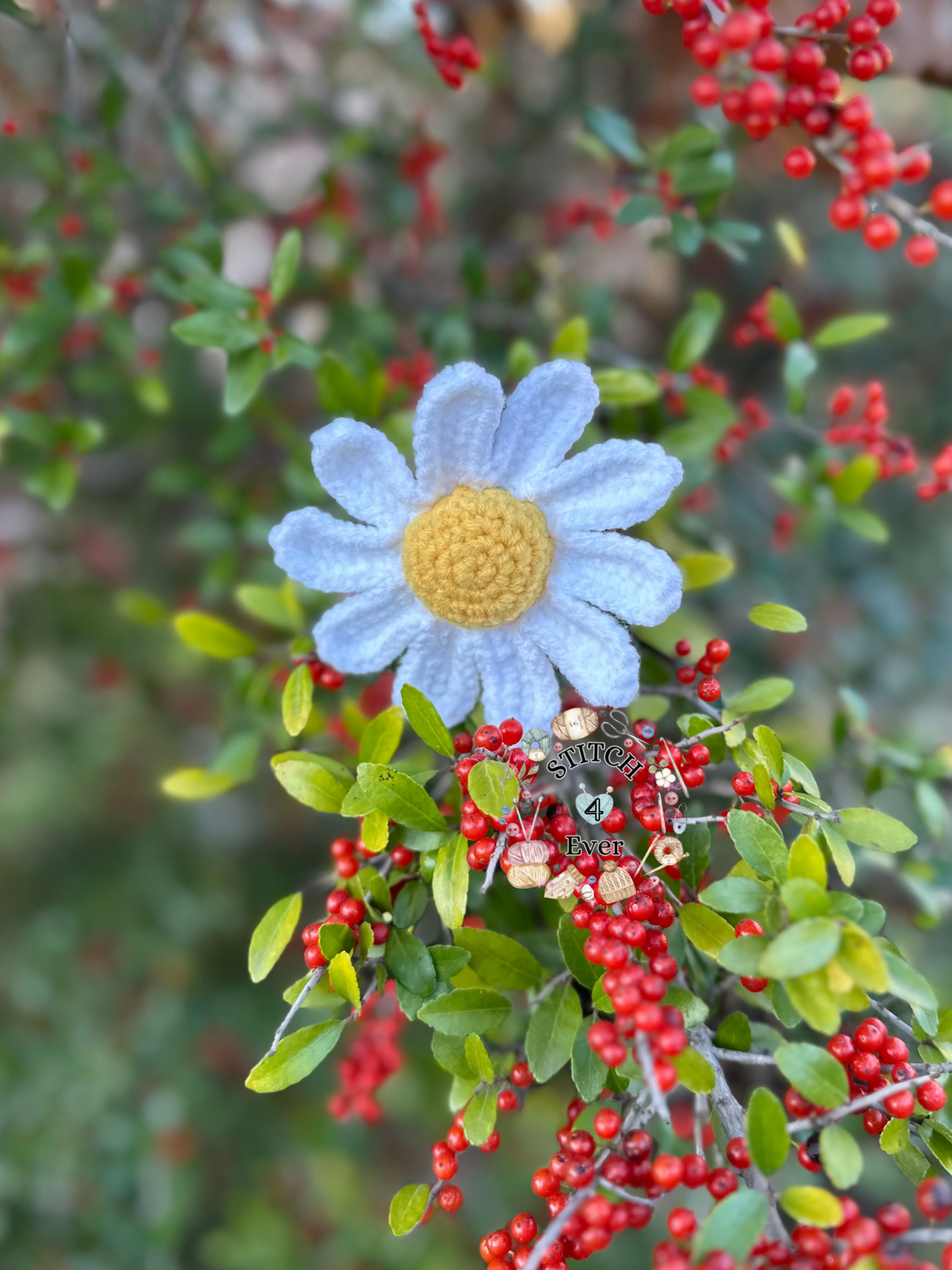 Daisy