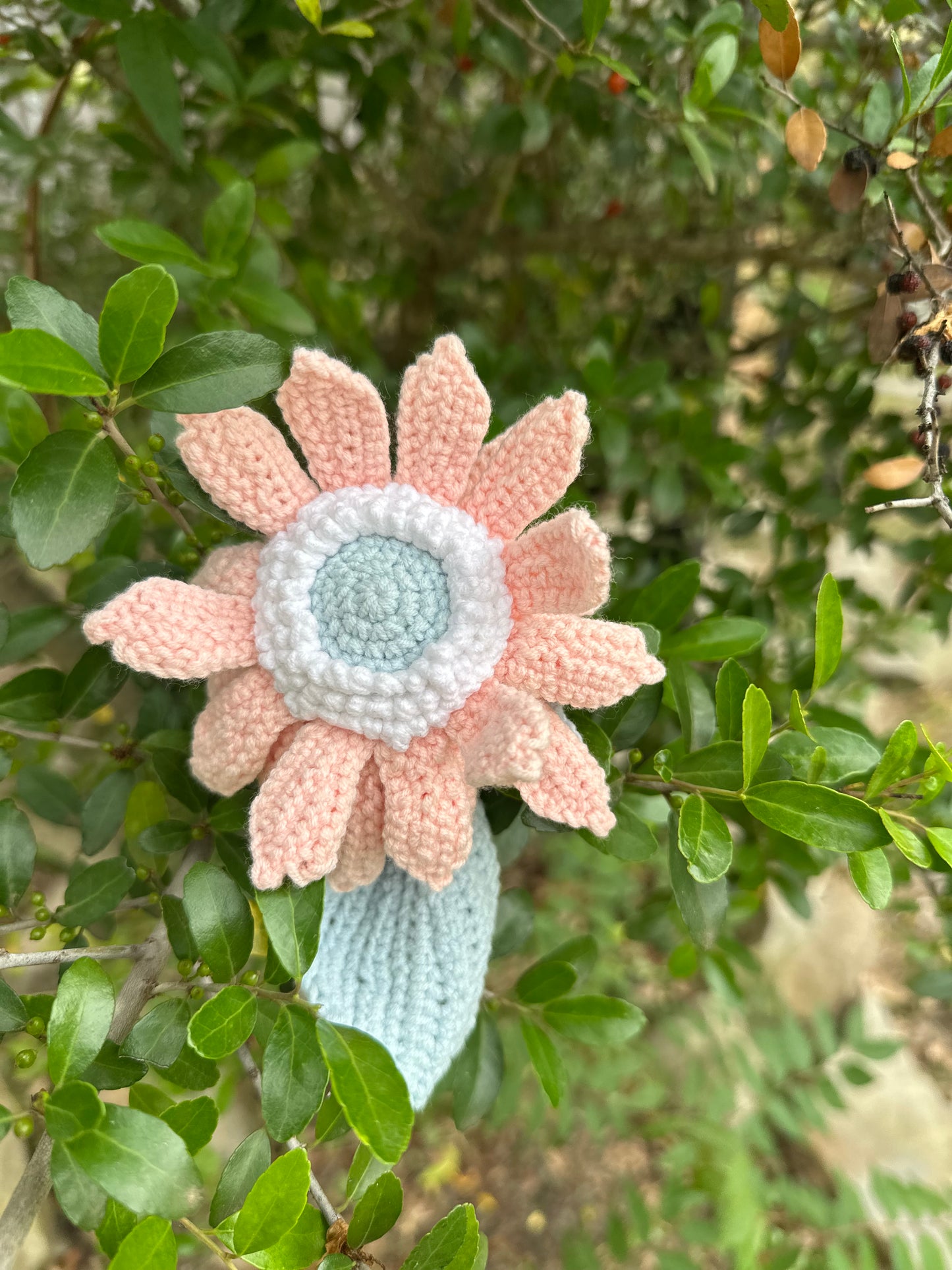 Gerbera daisy