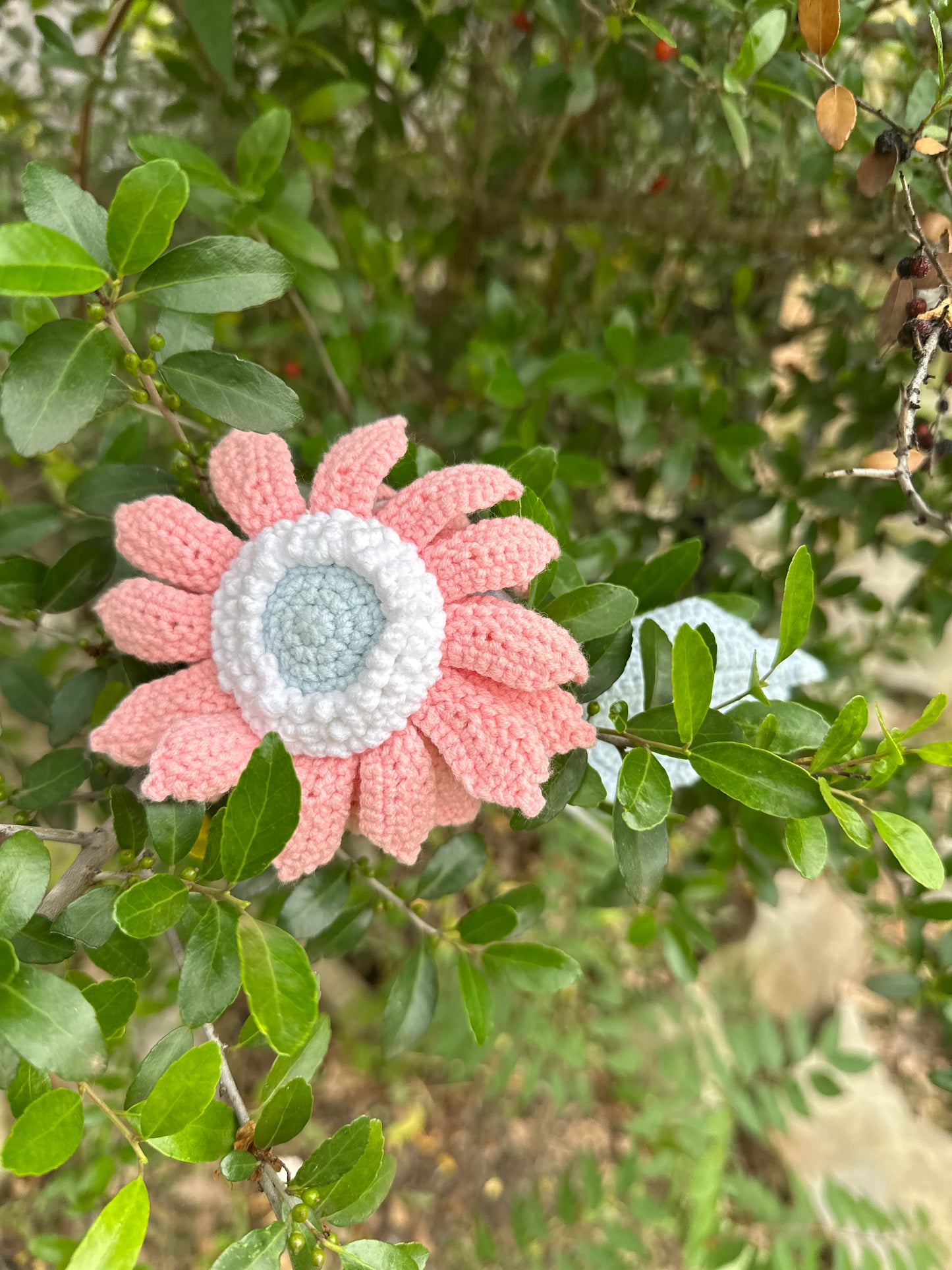 Gerbera daisy