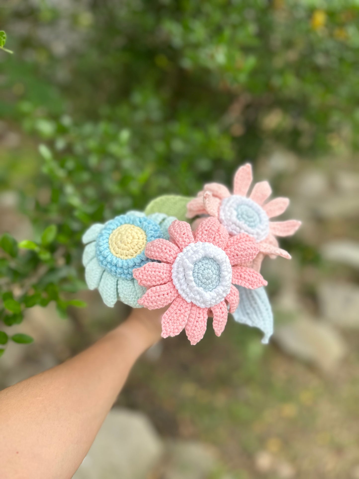 Gerbera daisy