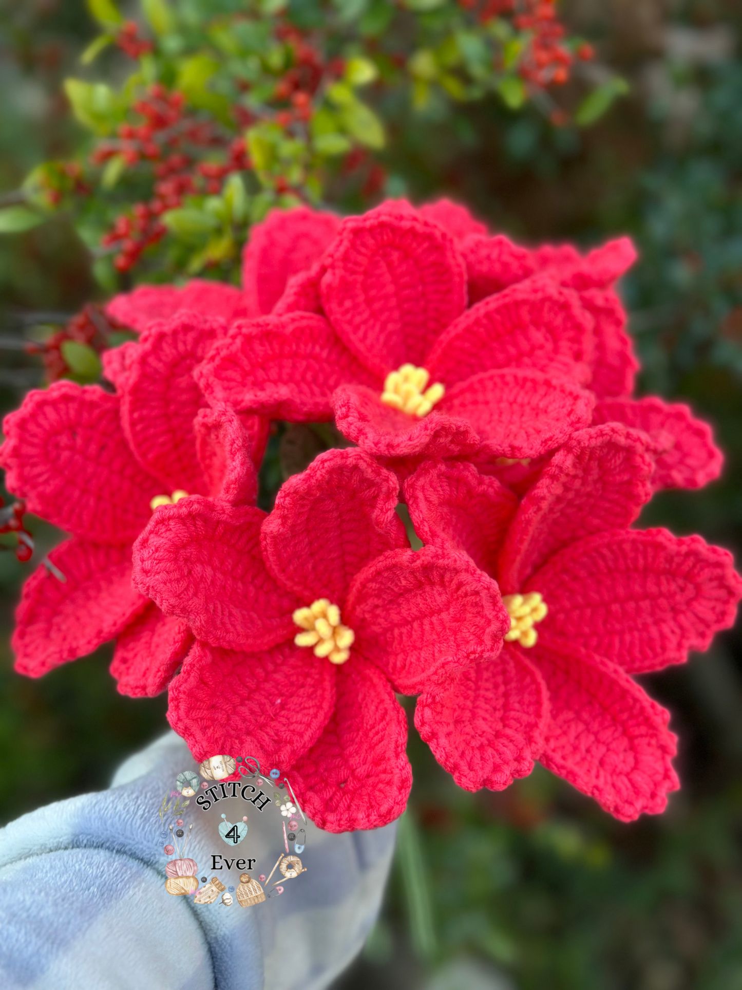 Hibiscus