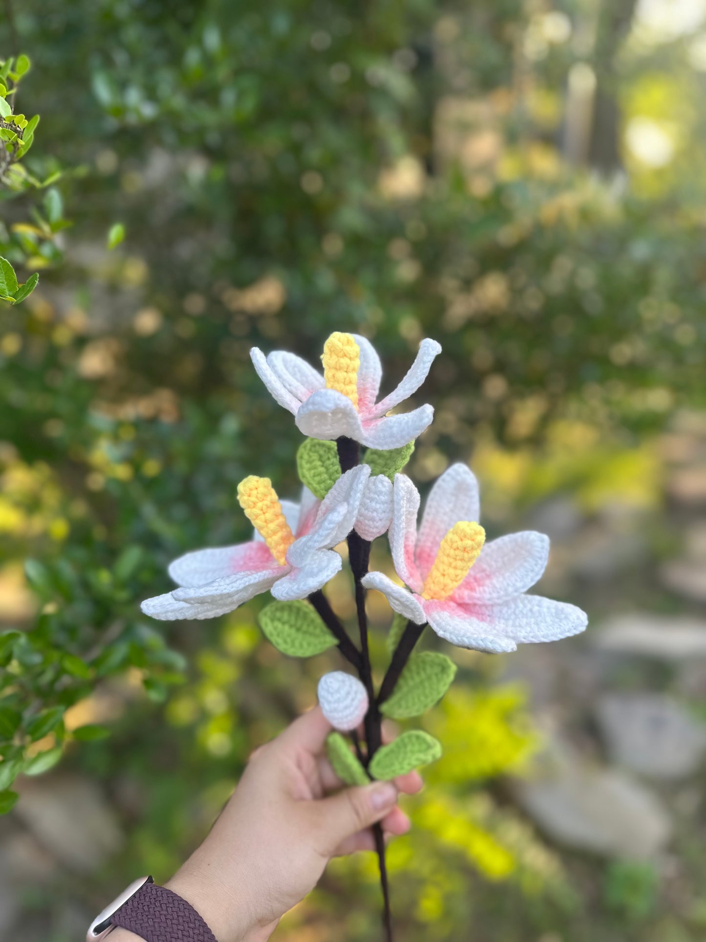 Magnolia
