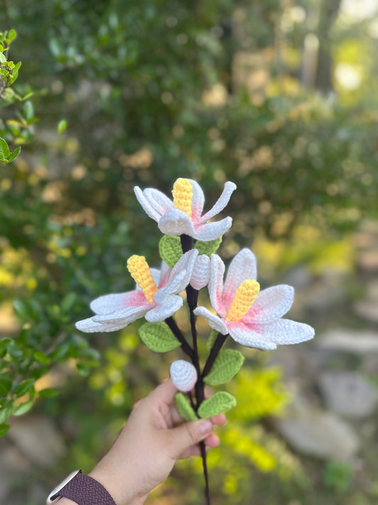 Magnolia