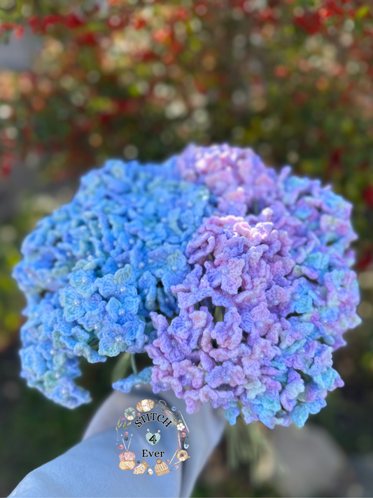 Hydrangea